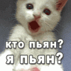 Пъяный_котeнок.gif